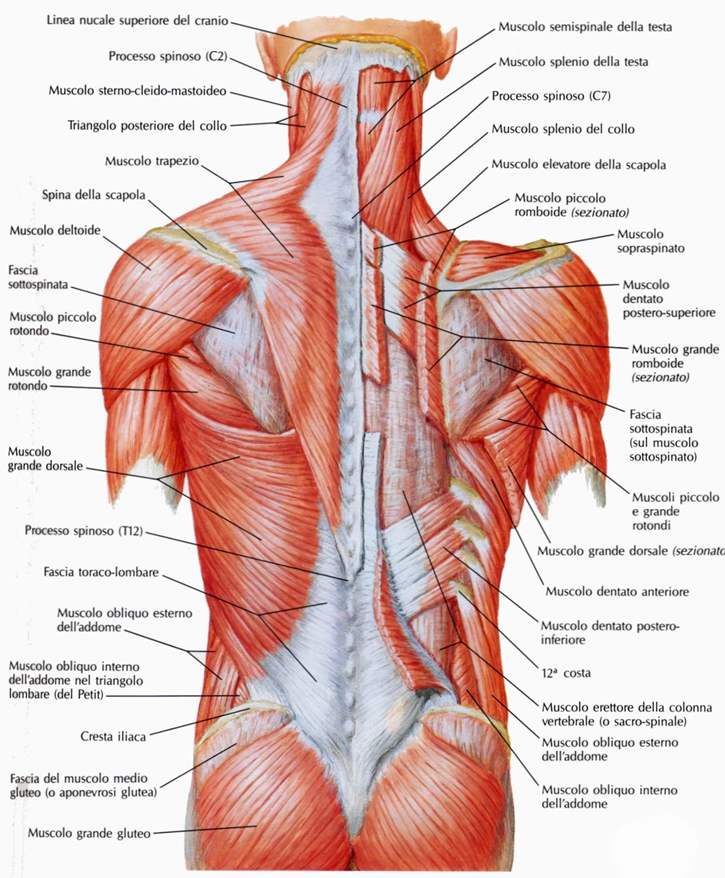 Muscoli superficiali delle docce vertebrali